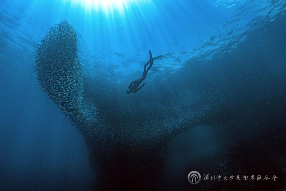 謝飛《人魚共舞》藝術類.jpg